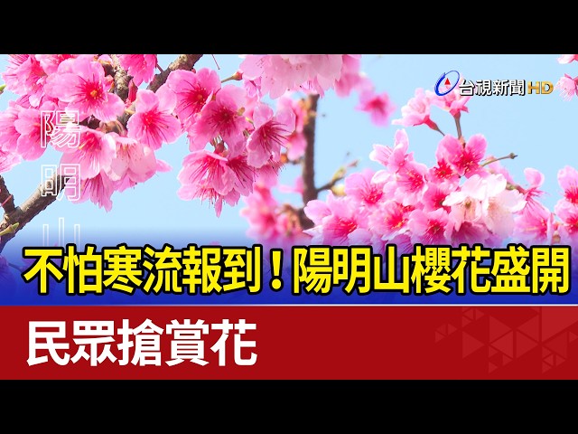 不怕寒流報到！ 陽明山櫻花盛開 民眾搶賞花