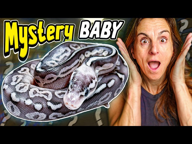 Opening More of Brian Barczyk's Mystery Snake Eggs (INSANE LOOKING)