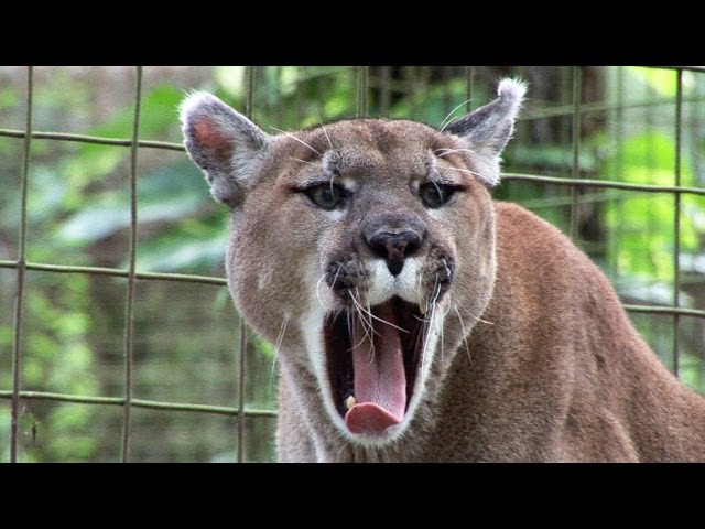 Funny Crazy BIG CAT SOUNDS!