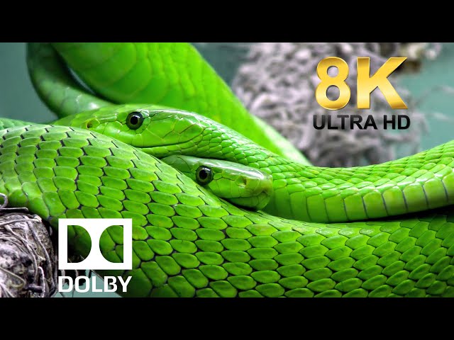 Snakes in 8K Ultra HD Dolby Vision — Majestic Reptiles Up Close