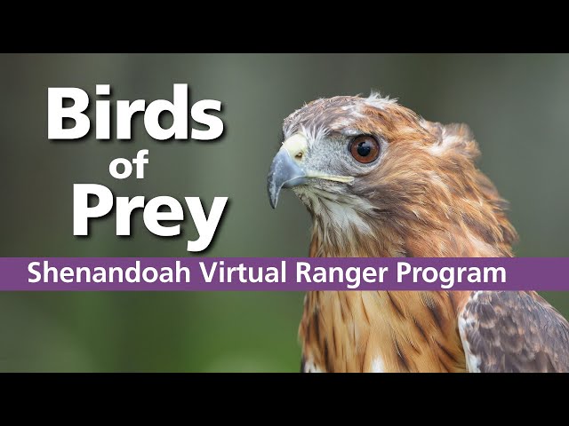 Virtual Ranger Program: Birds of Prey