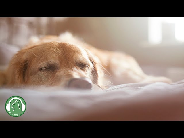 Relaxing music for dogs🐶Stress Relief Music,Relaxation Music🎵Dog's Favorite Music.