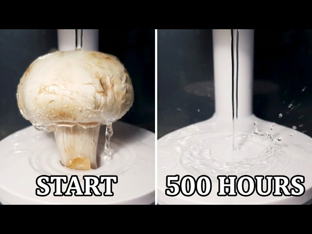 Water Running on a Mushroom 24/7 - Time Lapse