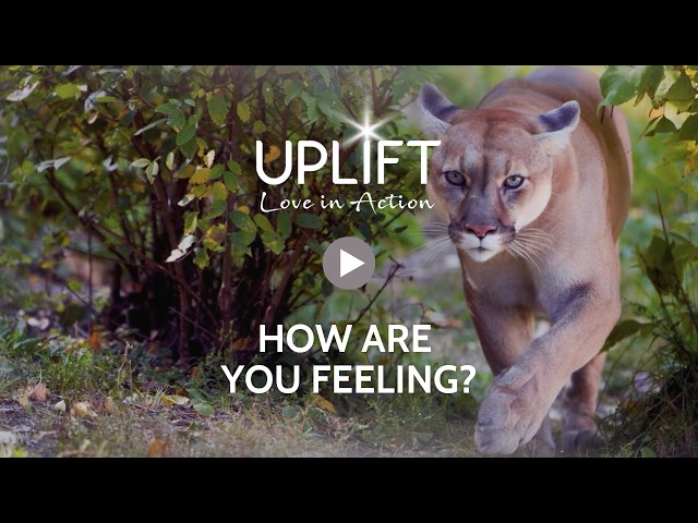 HOW ARE YOU FEELING | GUIDED MEDITATION | UPLIFT