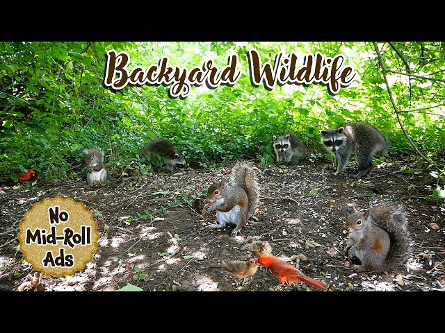 10 Hours of Backyard Animals | Entertain Your Pets (TV for Dogs & Cats) | Background Ambience
