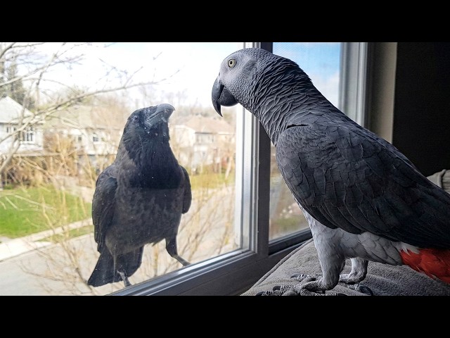 When A Talking Parrot Meets A Crow…😂 Funniest Parrot Videos
