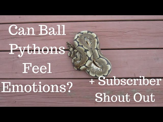 Can Ball Pythons Feel Emotions? + Subscriber Shout Out - Benjamin's Exotics