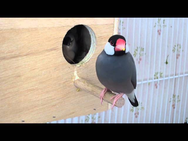 Hungry baby Java finches