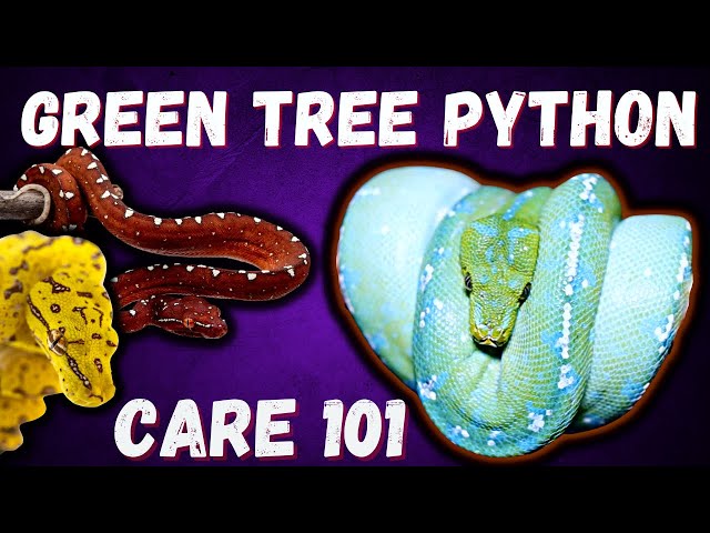Green Tree Python Care Guide 2022