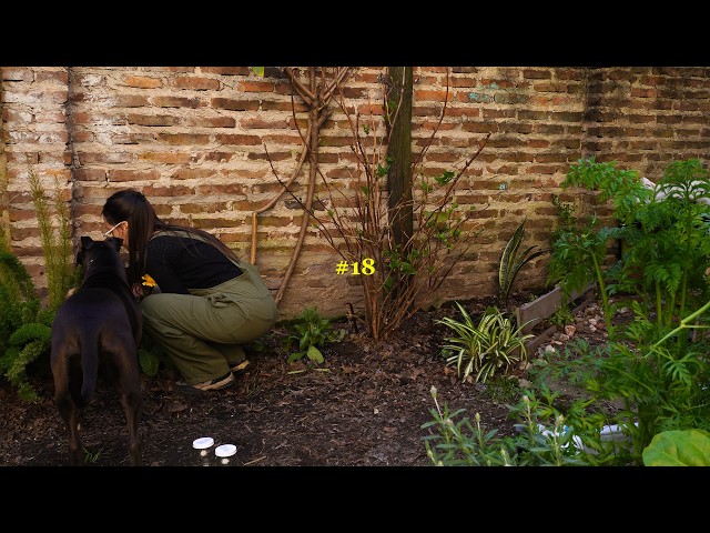 A day preparing the spring garden 🌱 | Changes, sprouts, and experiments | #18