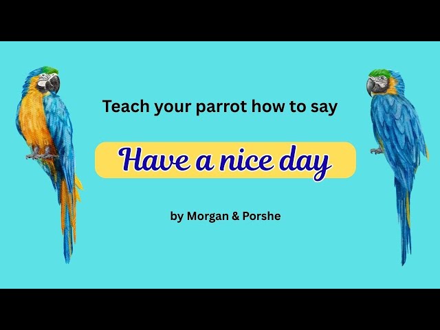 003 Have a nice day.  Teach parrot how to talk.