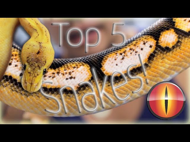 Top 5 Snakes at Mutation Creation