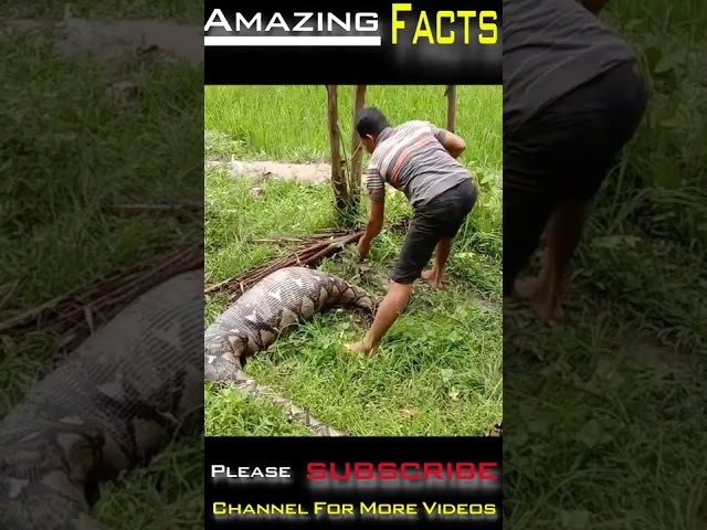 Big Snake Eat Something In The Forest By #Amazingfacts #Shorts   14
