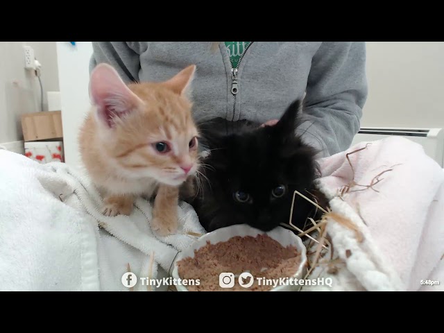 Intake with super floofy feral kitten - TinyKittens.com