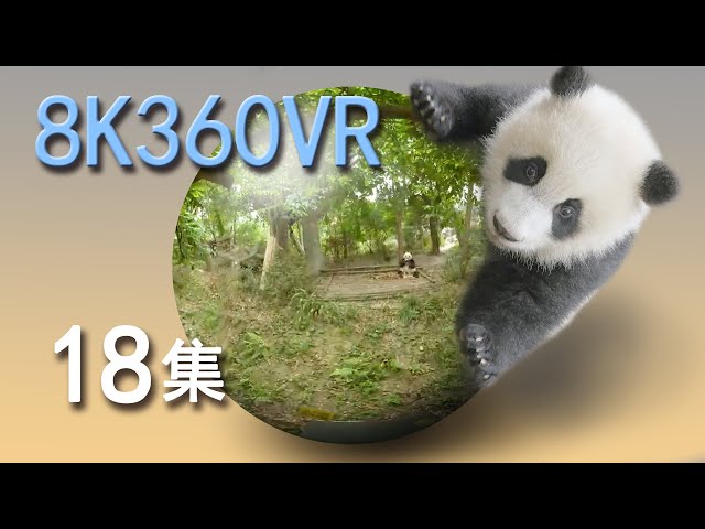 VR panda space15min episode 18 VR熊猫空間18集