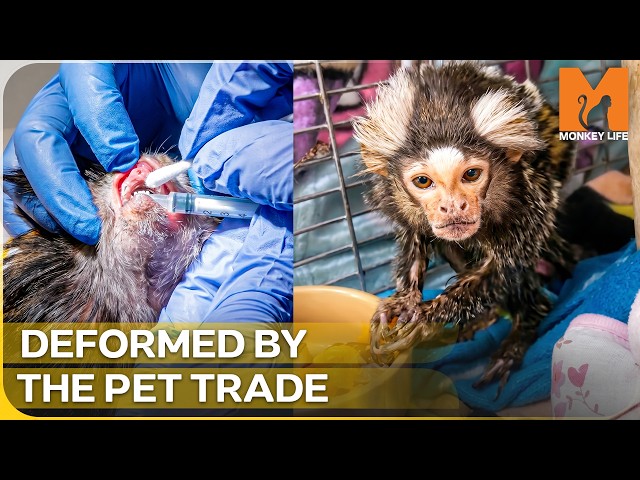 Rescued from the Brink: A Body Broken by Captivity | Monkey Life Season 16 Episode 14