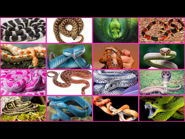 100 Most DANGEROUS Snake Species in the World