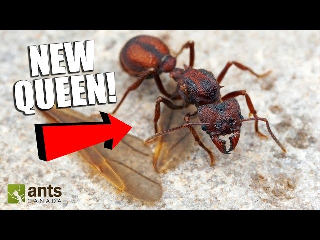 Looking For Queen Ants