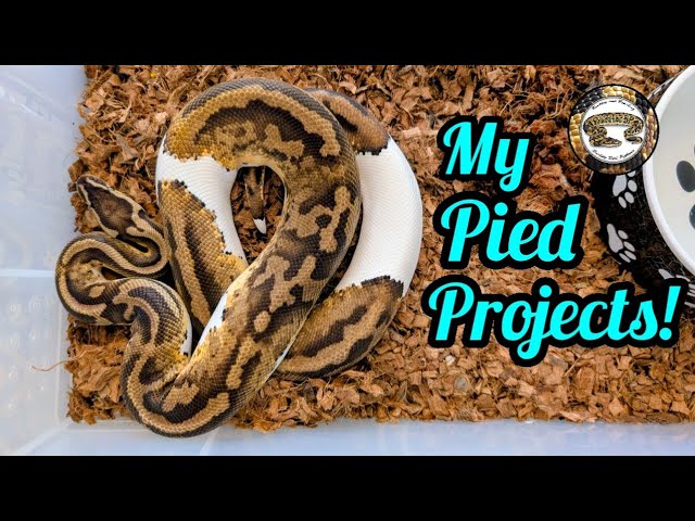 Ball Python Pied Projects! 