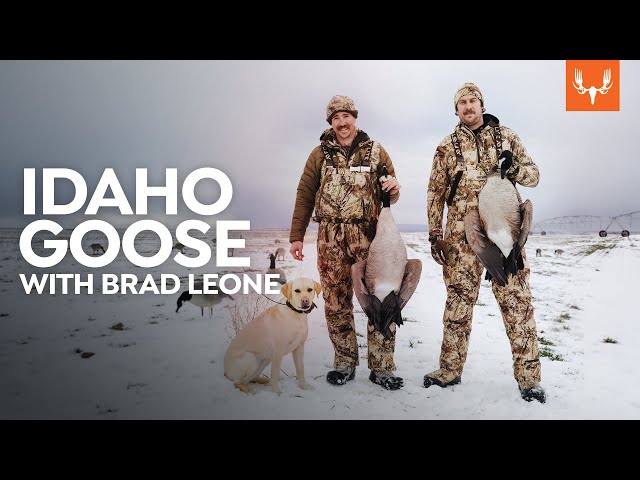 Idaho Goose with Brad Leone | Cal in the Field