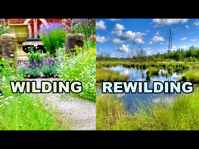 To WILD or REWILD?  That Is The Question...