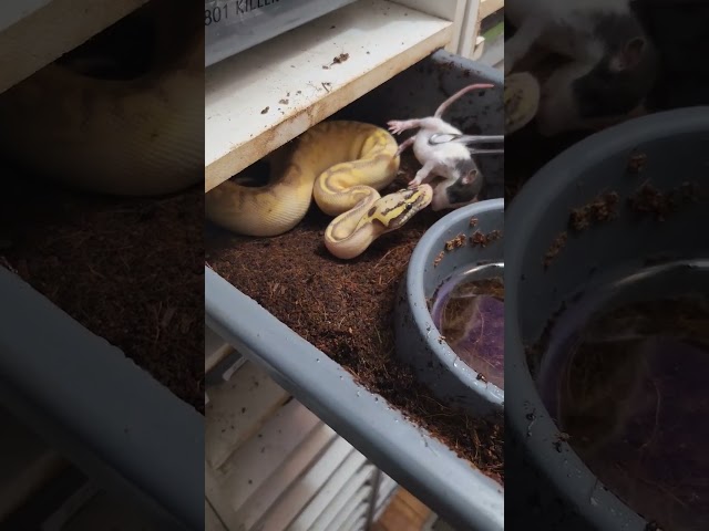 Feeding a freeway combo.  #olympusreptiles #ballpython #snakefeeding