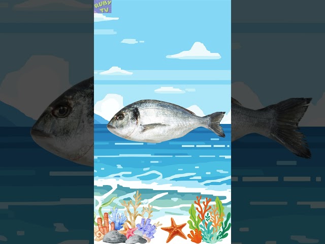 Exploring the Ocean World with Kids | Ruby TV World #funny #animals #animals