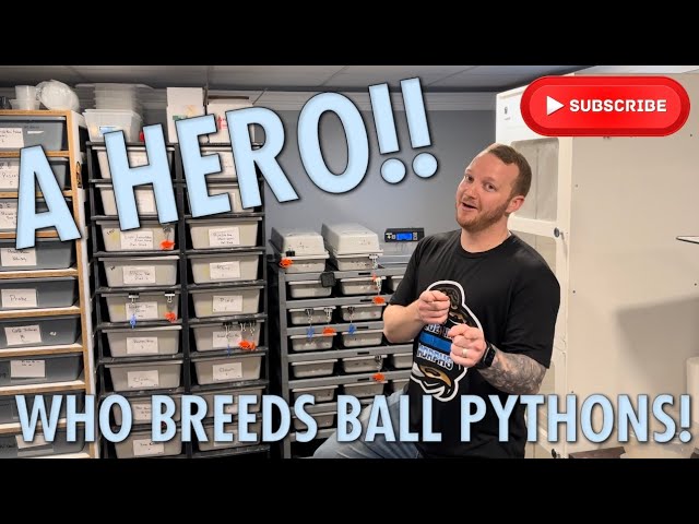 A HERO WHO BREEDS BALL PYTHONS!!