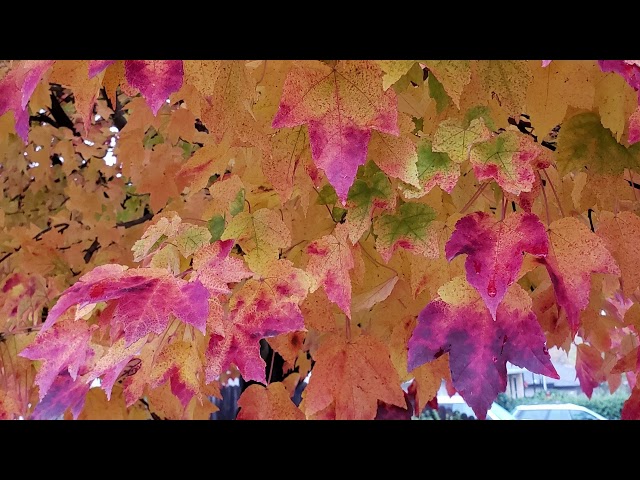 The City of Citrus Heights: A Tree City USA Community