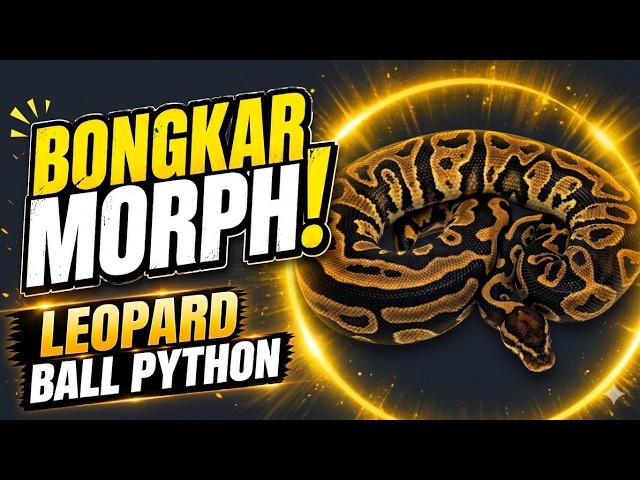 #BongkarMorph03 - Leopard Ball Python gen gelap patern gahar