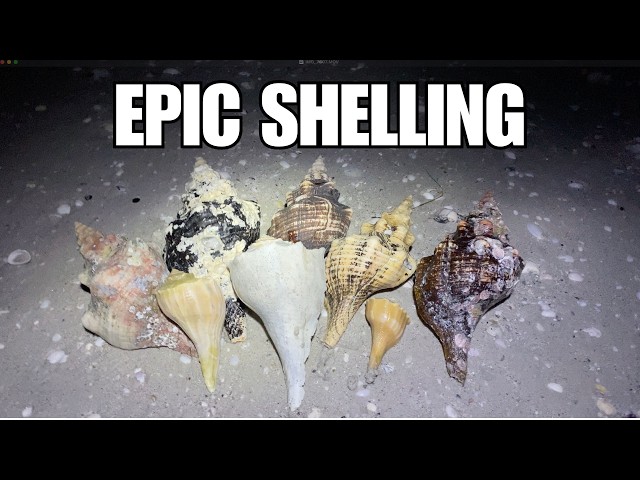 Incredible shelling at low tide. My best night shelling ever!
