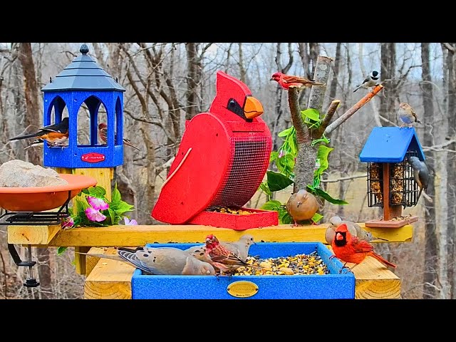 🔴 Cardinal Bird Feeder Cam 24/7 | Blue Jays & Backyard Birds