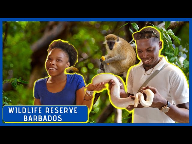 The Wildlife Reserve Barbados, Caiman Encounter, Petting Python Snake