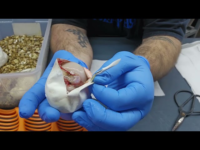 #banger of a #clutch highway x Freeway did not disappoint! #snake #eggs #reptiles #animals #python 