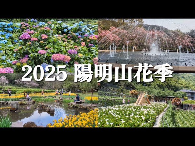 回顧2025年陽明山花季 | 4K