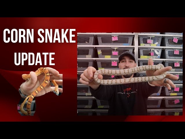 CORN SNAKE UPDATE- BEST PETS EVER?