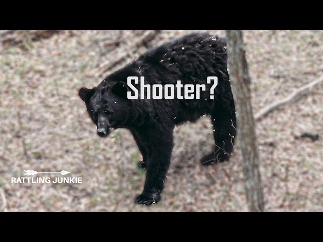 SHOOTER BEAR?!! - How to field Judge a Nice Bear