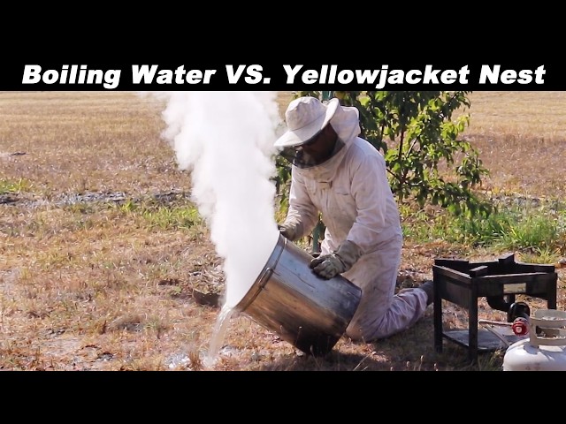 The Best Way to Destroy a Yellowjacket Nest - Boiling Water = Complete Destruction