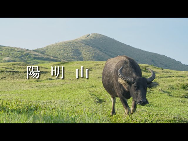 【Yangmingshan】1 hour from Taipei, day trip to a national park where you can enjoy the great outdoors