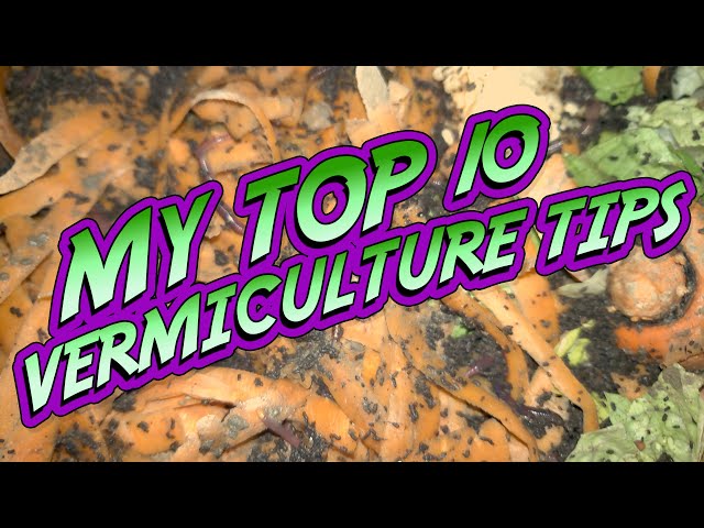 My Top 10 VERMICULTURE TIPS