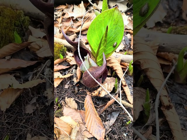 Urban Forestry | Skunk Cabbage | Symplocarpus foetidus