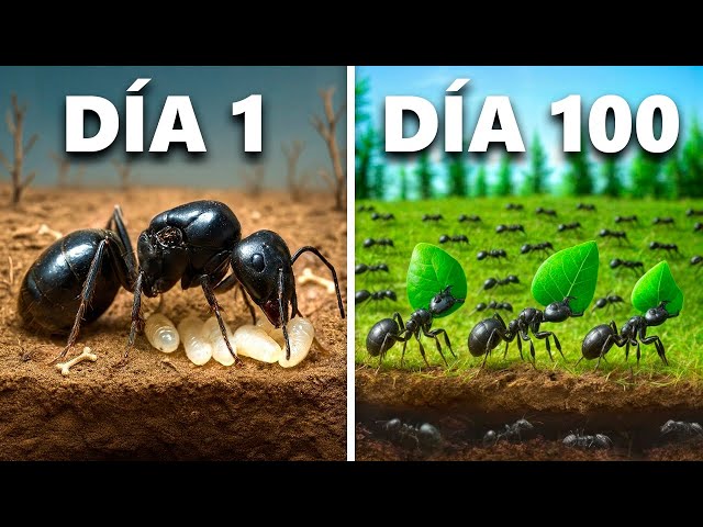 Simulando una Colonia de Hormigas Por 100 Días
