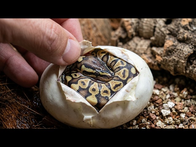 Ball Python Egg Cutting! Clutch #4 2026 Pairing is a Mojave, Het Monsoon X Yellow Belly, Ball Python