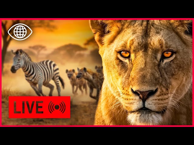 LIVE 24/7 Safari : Lions et Prédateurs en chasse dans la Savane | Documentaire Animalier - AMP