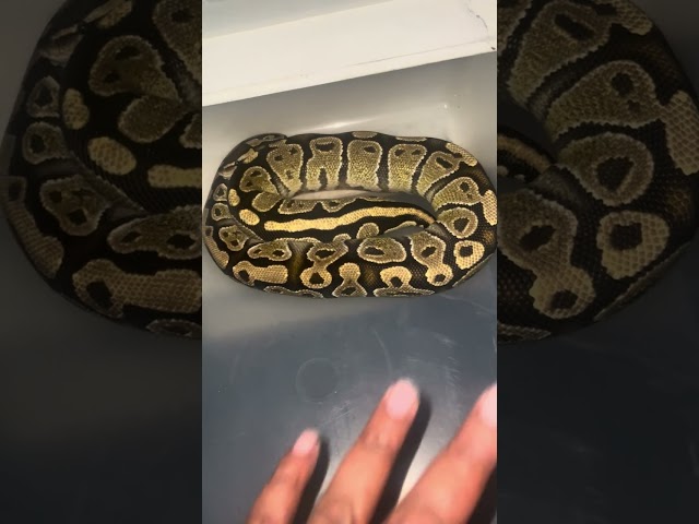 Checking ball pythons and update on my collection