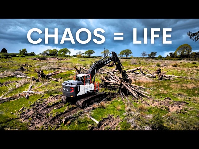 They Destroyed This Forest & Life Returned