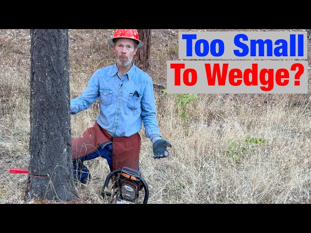 Timber Falling Technique How to Wedge Small Trees