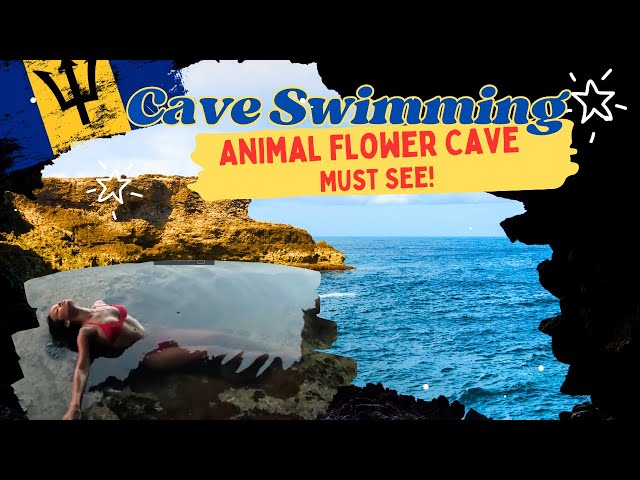 BARBADOS Must See - The ANIMAL FLOWER CAVE Raw Beauty