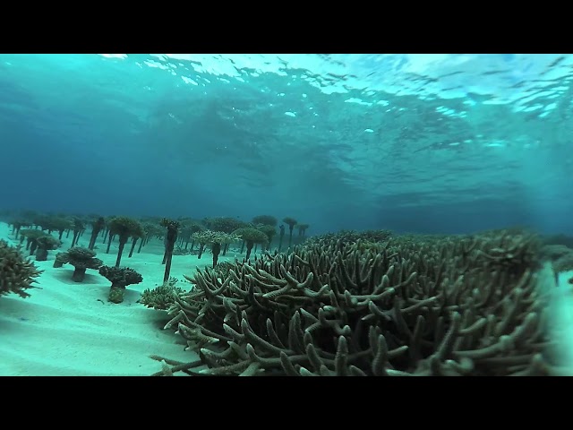 恩納サンゴ養殖場2020F