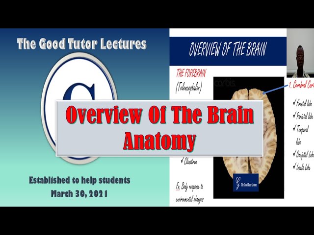 NA# 2: Overview Of The Human Brain, Part 1